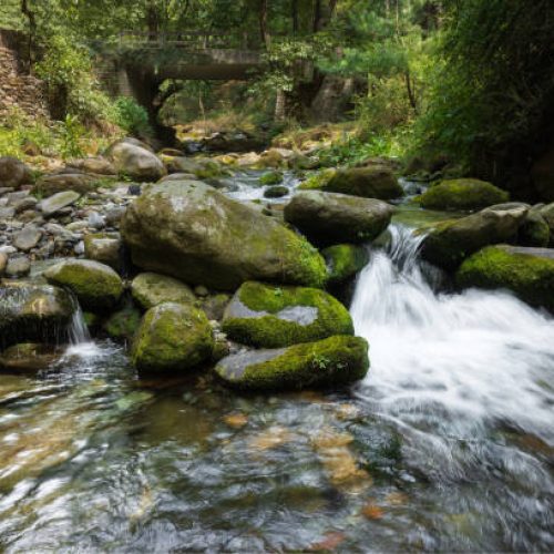 Water stream in green tropical forests in Kullu-Manali, Himachal Pradesh